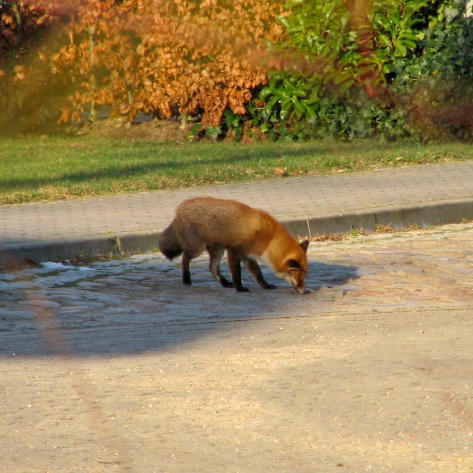 Fuchs auf der Straße