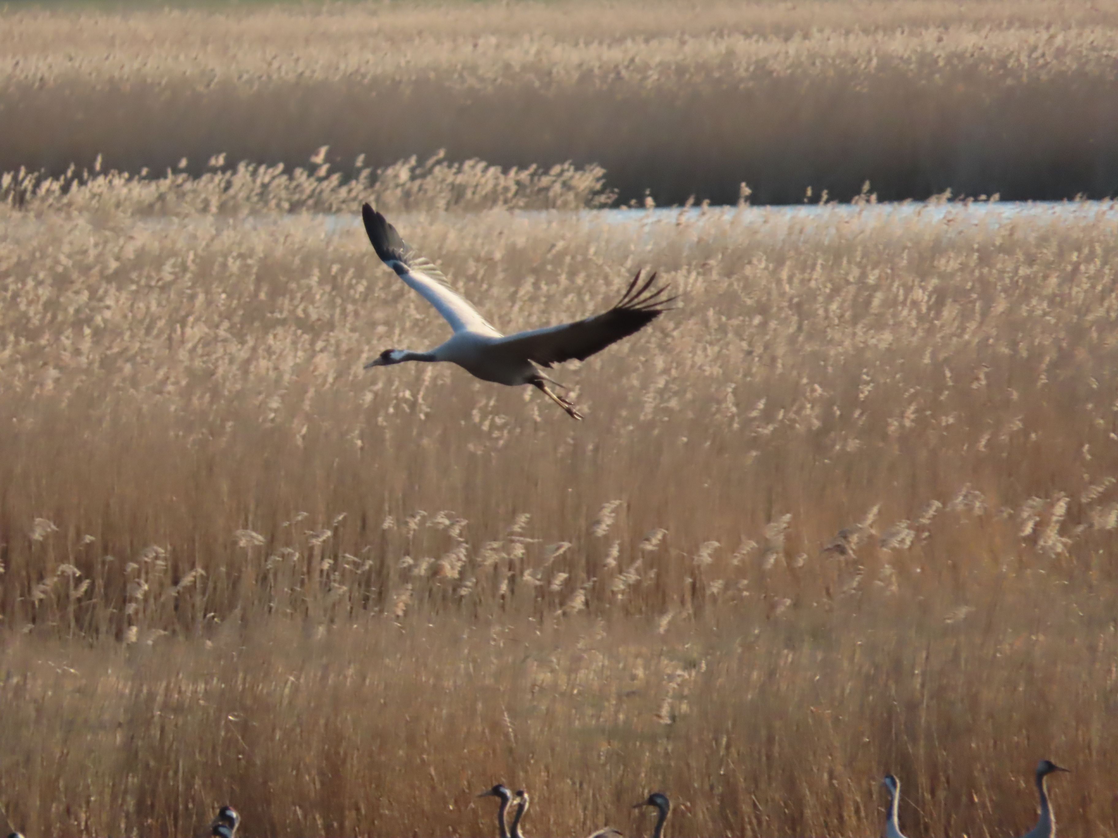 Kraniche am Abendhimmel