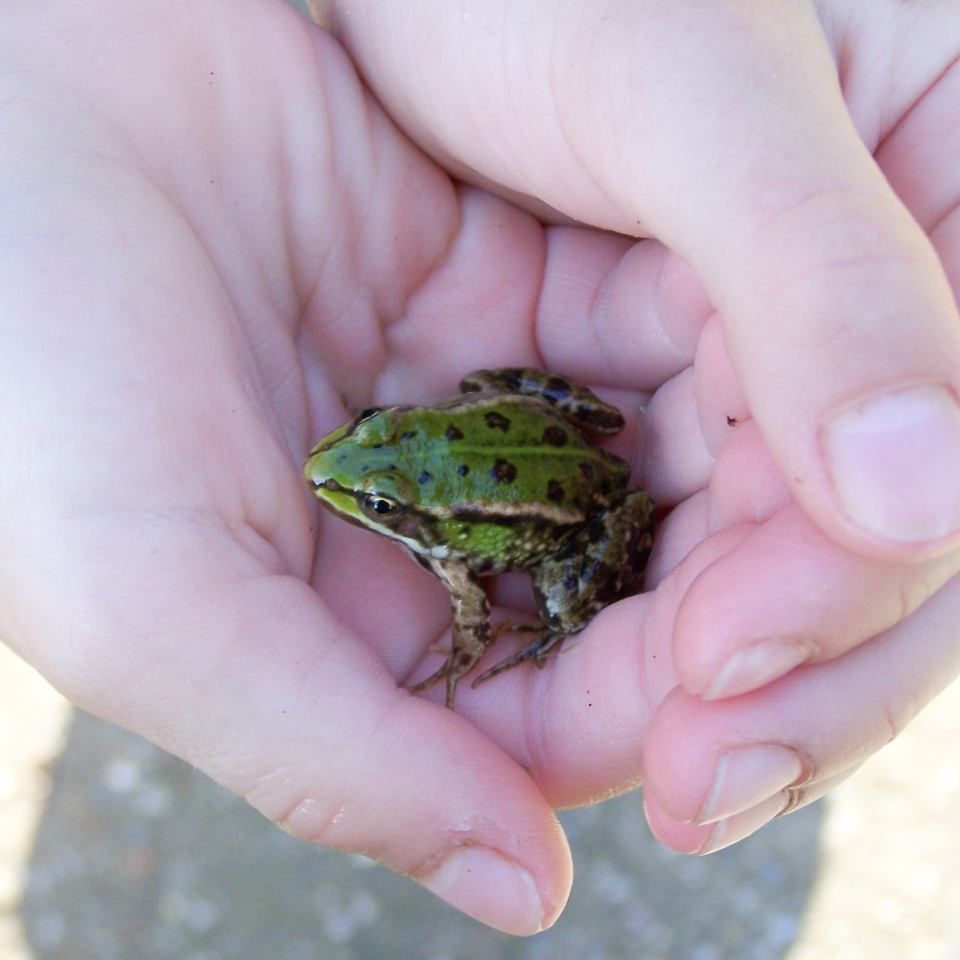 Frosch in der Hand